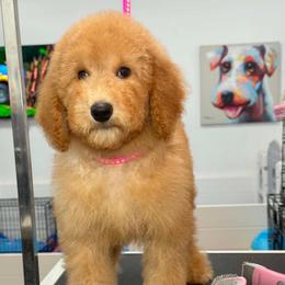 Phoneix - Apricot female Goldendoodle puppy in Yuciapa, California from AlltheDoodlez_