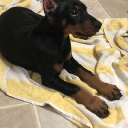 Doberman Pinscher and Labrador Retriever Puppies from Mississippi K9 Kennel