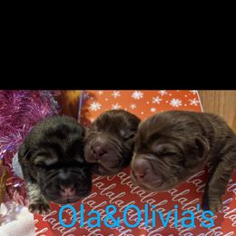 Chinese Shar-Pei Puppies from Ola & Olivia's Shar Pei