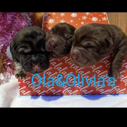 Chinese Shar-Pei Puppies from Ola & Olivia's Shar Pei