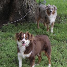 Aussiedoodles and Australian Shepherds from Kaleidoscope Aussies and Aussiedoodles