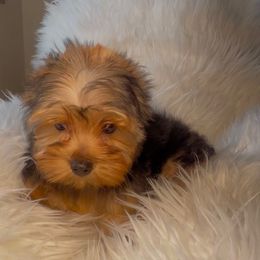 Penny - Black and gold female Yorkshire Terrier puppy in Las Vegas, Nevada from Yorkiepupsntcups