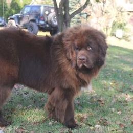 Duke - Newfoundland