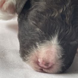 Ziti - Lagotto Romagnolo puppy from Adagio Lagotto