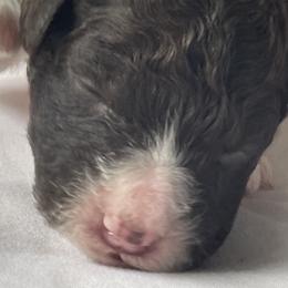Ziti - Lagotto Romagnolo puppy from Adagio Lagotto