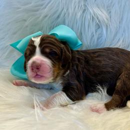 Teal Girl - Brown female Bernedoodle puppy in The Woodlands, Texas from Gracie's Goldendoodles and Bernedoodles of The Woodlands