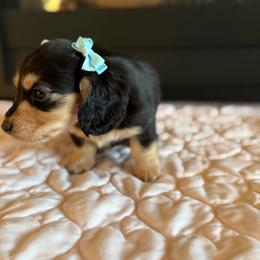 Ivy - Black and tan female Dachshund puppy in Morristown, Tennessee from Hillside Hounds
