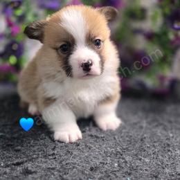 C4 - Red male Pembroke Welsh Corgi puppy in Jacksonville, Texas from ArmnalegRanch LLC