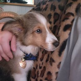 Shetland Sheepdog Puppies from DK'S Sassy River Shelties
