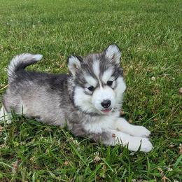 Tinker - Siberian Husky puppy from Wyant Farms