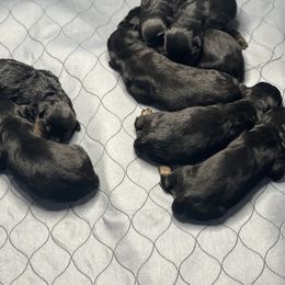 "D litter newborn " Rottweiler Puppies from VHWilliamsRottweilers