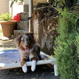 Peach - Miniature American Shepherd