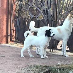 Canaan Dog Puppies from Kol Tuv Canaan Dogs