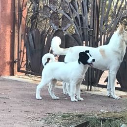 Canaan Dog Puppies from Kol Tuv Canaan Dogs