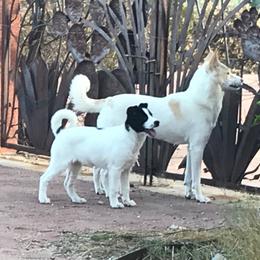 Canaan Dog Puppies from Kol Tuv Canaan Dogs