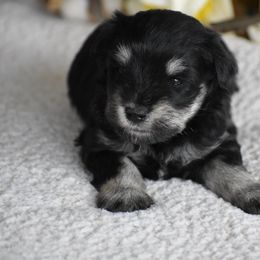 Marg - Black and silver female Miniature Schnauzer puppy in Sumner, Texas from 3M Kennels, LLC