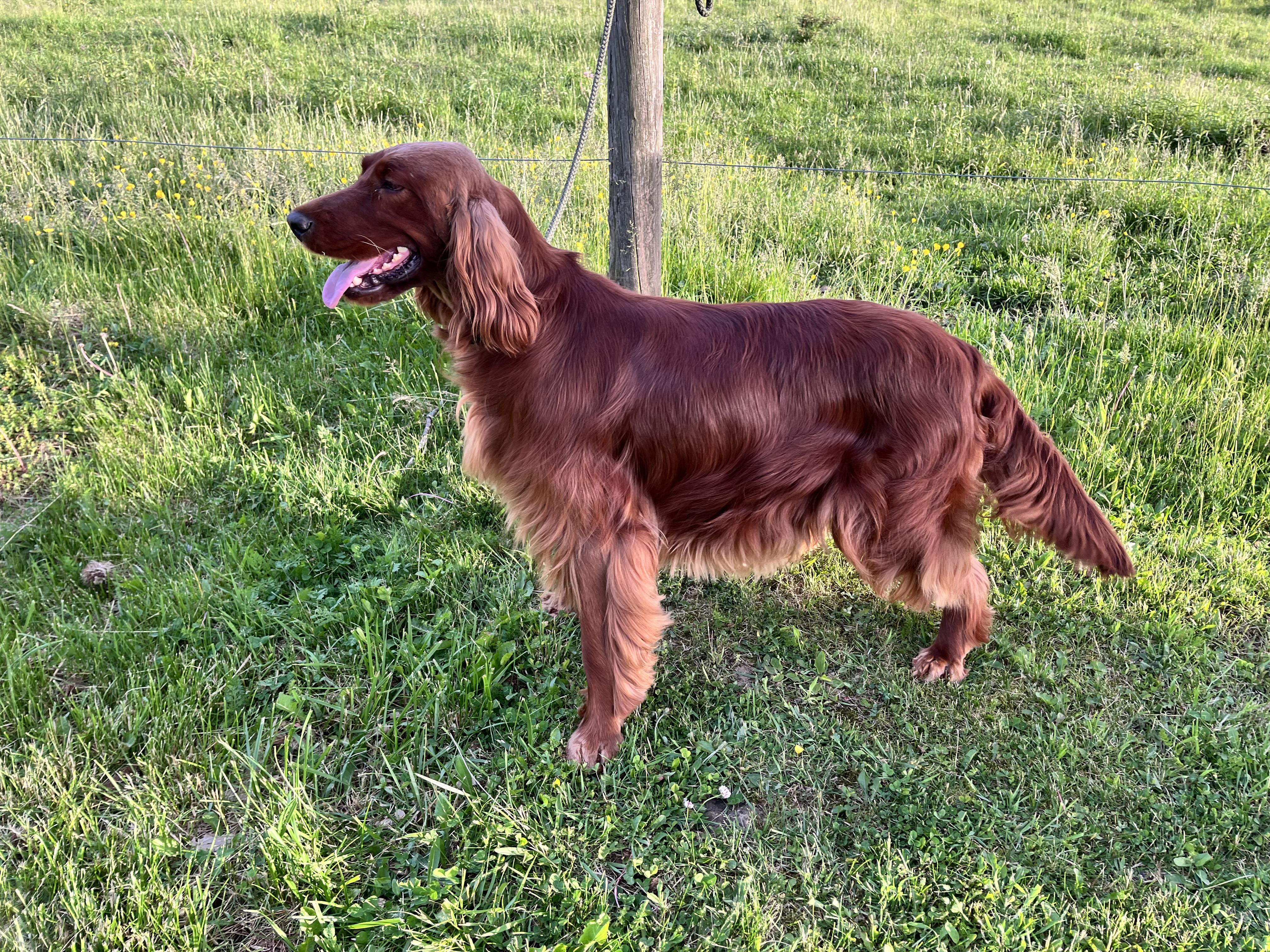 Denali