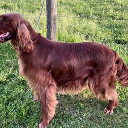 Denali - Irish Setter