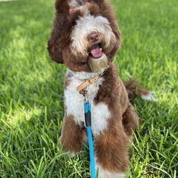 Riley - Australian Labradoodle