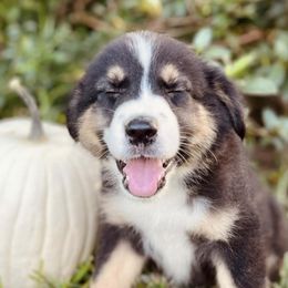 Australian Shepherds from Doodle Nomies