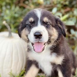 Australian Shepherds from Doodle Nomies