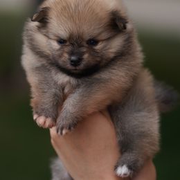 Girl 2 - Orange sable female Pomeranian puppy in Denver, Colorado from Diana's Pomeranians