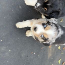 Australian Shepherd Puppies from Caramel Bliss Aussies - NJ NYC