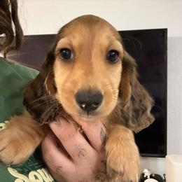 Red Dapple Male RTG July 11 - Red male Dachshund puppy in Cutler Bay, Florida from Dadecounty’s Dachshunds