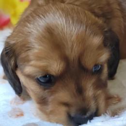 Sunny Boy - Red male Dachshund puppy in Terlton, Oklahoma from CLARK'S BREEDING PROGRAM
