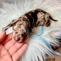 Leon - Merle male Cockapoo puppy in Denver, Pennsylvania from Greenview Puppies