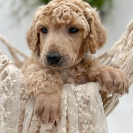 Poodle and Pyredoodle Puppies from Wild suns farm