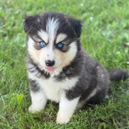 Chase - Tri-color male Pomsky puppy in Lewiston, Minnesota from Family Pomsky