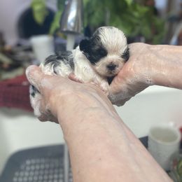 Shih Tzu Puppies from Willow Lane Shih Tzus