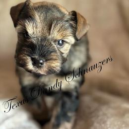 Boy 1 - Salt and pepper male Miniature Schnauzer puppy in Brenham, Texas from Ashley Martinez
