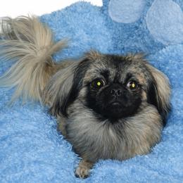 Rocky - Pekingese