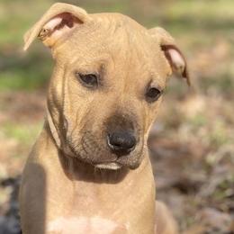 Squirrel - Blue fawn male American Staffordshire Terrier puppy in Monroe, Georgia from Irresistibull Staffords