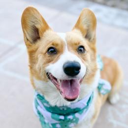 Thisie - Pembroke Welsh Corgi
