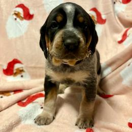 Macy - Blue ticked and tan female Bluetick Coonhound puppy in Mount Pleasant, Texas from Harmons Hounds