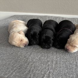Labrador Retriever Puppies from Front Range Labradors LLC