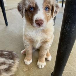 Twinkie - Red merle male Australian Shepherd puppy in Cherry Valley, California from Causey Ranch Aussies