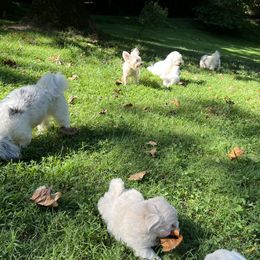 Coton de Tulear puppies from Smoky Mountains Cotons