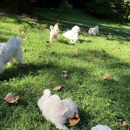 Coton de Tulear puppies from Smoky Mountains Cotons