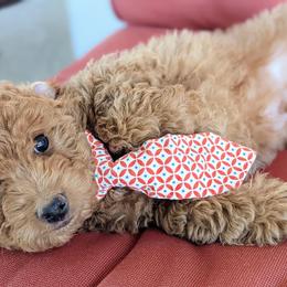 Goldendoodle Puppies from Ruby's Doodle Doos