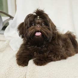 Kate - Shih Tzu