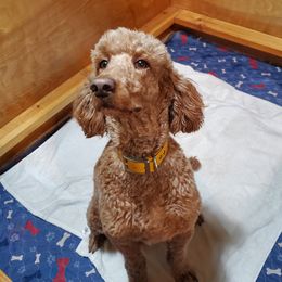 Rosie - Poodle
