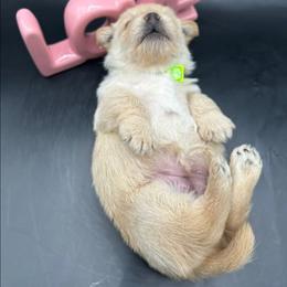 Roni - Wheaten female Scottish Terrier puppy in Crossville, Tennessee from Cavern Kennels