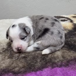 Girl 3 Champion lines - Blue merle female Border Collie puppy in Newalla, Oklahoma from Roughstock Border Collies and Dachshunds