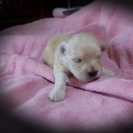 Girl 1 - female Havanese puppy in Hamptonville, North Carolina from Alabama Havanese Kennel