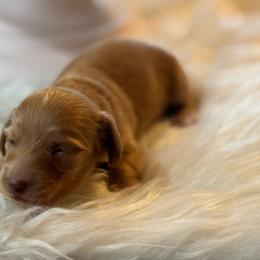 Cedar - Red male Dachshund puppy in Staley, North Carolina from Langley Farms Dachshunds