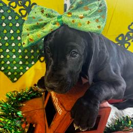 Green Collar Girl - Black and white female Great Dane puppy in Wimberley, Texas from Heart of Texas Great Danes